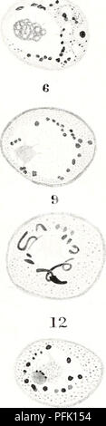 . Osservazioni citologico sul Endamoeba blattae. Cellule; Endamoeba blattae. È O 0 ,=â¢â 18. Si prega di notare che queste immagini vengono estratte dalla pagina sottoposta a scansione di immagini che possono essere state migliorate digitalmente per la leggibilità - Colorazione e aspetto di queste illustrazioni potrebbero non perfettamente assomigliano al lavoro originale. Meglitsch, Paolo A. (Paul Allen), 1914-. Urbana, la University of Illinois premere Foto Stock