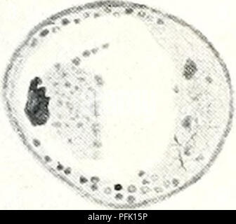 . Osservazioni citologico sul Endamoeba blattae. Cellule; Endamoeba blattae. *&Lt;,-'•'*' :. Si prega di notare che queste immagini vengono estratte dalla pagina sottoposta a scansione di immagini che possono essere state migliorate digitalmente per la leggibilità - Colorazione e aspetto di queste illustrazioni potrebbero non perfettamente assomigliano al lavoro originale. Meglitsch, Paolo A. (Paul Allen), 1914-. Urbana, la University of Illinois premere Foto Stock