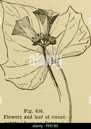 Questa cyclopedia copre un'ampia gamma di colture agricole, dai girasoli alle patate dolci, fornendo preziose informazioni sulle tecniche di coltivazione, sui tempi di raccolta e sugli usi delle colture. Funge da guida completa per gli agricoltori che desiderano ottimizzare la resa delle colture e gestire la produzione agricola. Foto Stock