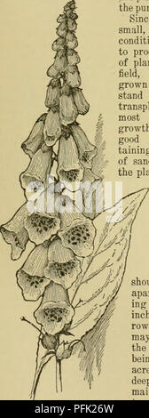 . Dell'enciclopedia delle colture di fattoria. La produzione agricola; l'agricoltura. Piante medicinali PIANTE MEDICINALI 461 Foxglove (Digitalis purpurea, Linn.). Serophula- riacea. (G. F. Klugh.) Fig. 685. Fo.xglove è una biennale di alte erbe fibroso con sistema di radice e nel secondo anno un gambo rettilineo portante una lunga, non ramificato racemo di grandi, due pollici di lunghezza, appariscenti e campana-sagomato ad imbuto formato da fiori, violaceo con macchie più scure in gola, o quasi bianco e un rigoglioso sviluppo di alternativo, sessili, lanosi foglie con venatura con- spicuous sul lato inferiore, margini crenate, più grande verso la base della s Foto Stock