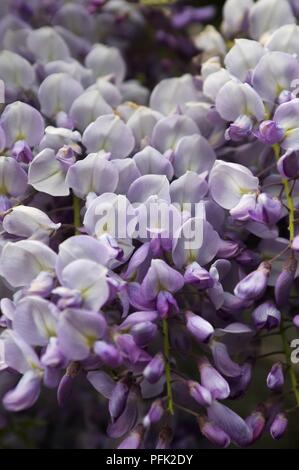 Il glicine viola, close-up Foto Stock