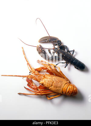 Astice (Homarus gammarus) e un accendino colorato aragosta (Palinuridae), affiancati, vista da sopra Foto Stock