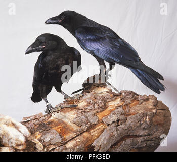 Due comuni Raven, Corvus corax corvi appollaiato sul ramo di legno. Foto Stock