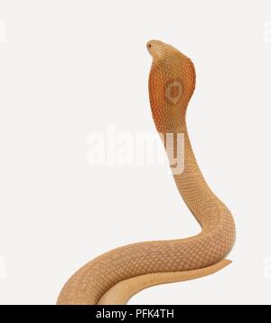 Albino monocled cobra (Naja naja kaouthia), vista posteriore con andamento circolare che mostra Foto Stock