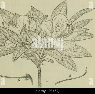 Questo lavoro presenta una descrizione dettagliata di alberi e arbusti giapponesi, mostrando varie specie di alberi provenienti dal Giappone, in particolare concentrandosi sulla flora autoctona. Il volume discute le loro caratteristiche botaniche, i modelli di crescita e l'importanza nei paesaggi giapponesi. Il libro è significativo per il suo studio completo sulla variegata vita vegetale del Giappone. Foto Stock