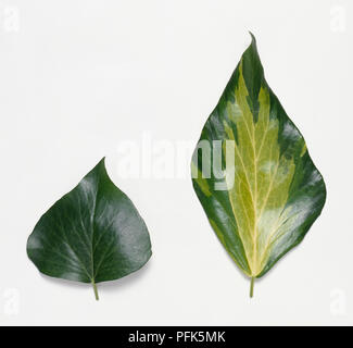 Romboidale e muscolo deltoide foglie d'edera Foto Stock