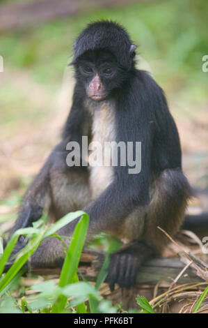 A testa nera spider monkey (Ateles fusciceps), animale giovane seduto a terra, close-up, vista frontale Foto Stock
