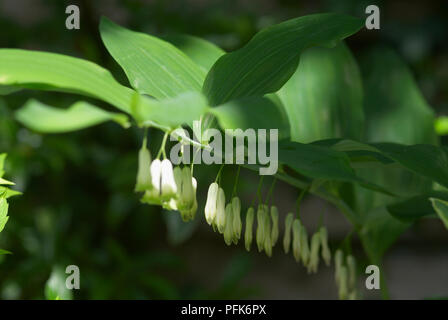 Polygonatum x hybridum (giardino di Salomone sigillo), fila di fiori bianchi appeso a testa in giù dal gambo, close-up Foto Stock