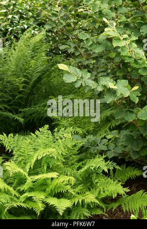 Fitta piantagione di alberi e arbusti e felci Foto Stock