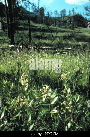 . Botaniche e vegetazione indagine di Carter County, Montana, Bureau of Land Management-somministrato terre . La botanica; piante rare. moto bf -Bctinw HfriM AsctBpias ovafffoiia Habitat. Si prega di notare che queste immagini vengono estratte dalla pagina sottoposta a scansione di immagini che possono essere state migliorate digitalmente per la leggibilità - Colorazione e aspetto di queste illustrazioni potrebbero non perfettamente assomigliano al lavoro originale. Vanderhorst, James P; Cooper, Stephen V; Heidel, Bonnie L; Stati Uniti. Bureau of Land Management; Montana Patrimonio Naturale Programma. Helena, MT : Montana Patrimonio Naturale Programma Foto Stock