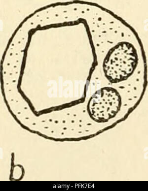 . Il citoplasma della cellula vegetale. Cellule vegetali e tessuti; protoplasma. . Si prega di notare che queste immagini vengono estratte dalla pagina sottoposta a scansione di immagini che possono essere state migliorate digitalmente per la leggibilità - Colorazione e aspetto di queste illustrazioni potrebbero non perfettamente assomigliano al lavoro originale. Guilliermond, Alexandre, 1876-; Atkinson, Lenette può Rogers, 1899-. Waltham, Massachusetts , Chronica Botanica Company Foto Stock
