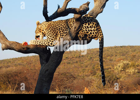 Leopard su un albero di Etosha National Park Namibia Foto Stock