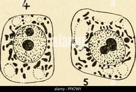 . Il citoplasma della cellula vegetale. Cellule vegetali e tessuti; protoplasma. . Si prega di notare che queste immagini vengono estratte dalla pagina sottoposta a scansione di immagini che possono essere state migliorate digitalmente per la leggibilità - Colorazione e aspetto di queste illustrazioni potrebbero non perfettamente assomigliano al lavoro originale. Guilliermond, Alexandre, 1876-; Atkinson, Lenette può Rogers, 1899-. Waltham, Massachusetts , Chronica Botanica Company Foto Stock