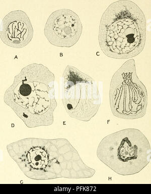 Questo lavoro esamina la citologia dei nuclei metazoici, in particolare il comportamento della cromidia. Lo studio si concentra sull'emissione di cromidia dal nucleo nelle cellule metazoiche, utilizzando esempi di oociti da *Aricia foelida* come illustrazioni chiave dei processi cellulari. Foto Stock