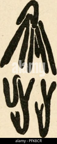 Questo lavoro di Wilfred Eade Agar si concentra sullo studio del nucleo nelle cellule metazoiche, esplorando le strutture cellulari e le loro funzioni negli organismi. Fornisce informazioni sulla citologia e sulla sua rilevanza nelle scienze biologiche. Foto Stock