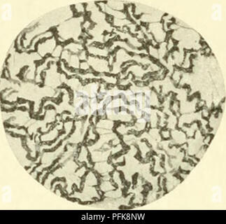 . Citologia, con speciale riferimento al nucleo metazoan. Cellule; citologia. 'Mm^-. Si prega di notare che queste immagini vengono estratte dalla pagina sottoposta a scansione di immagini che possono essere state migliorate digitalmente per la leggibilità - Colorazione e aspetto di queste illustrazioni potrebbero non perfettamente assomigliano al lavoro originale. Agar, Wilfred Eade, 1882-. London Macmillan Foto Stock