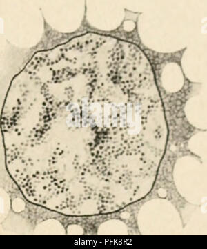 Questo lavoro si concentra sulla citologia, in particolare lo studio del nucleo metazoico. Esplora la struttura, la funzione e il comportamento del nucleo all'interno delle cellule metazoiche, contribuendo alla comprensione della biologia cellulare e della genetica. Foto Stock