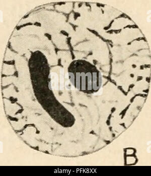 *Citologia* di Wilfred Eade Agar si concentra sullo studio delle cellule, in particolare la struttura e la funzione del nucleo metazoico. Il lavoro copre l'organizzazione cellulare, i componenti nucleari e il loro ruolo nei processi cellulari. Foto Stock