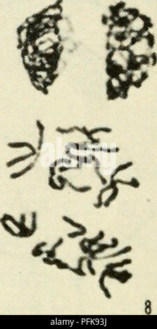 . La citologia. La citologia. '^f I / ^7 se'/ ,' '' ^ ^ Una â ^ '^^h" "A-. -T ^ ^ 11 ^ Figura 5-7. Fasi della meiosi in Microsporocytes di Podophyllum: (1) zygotene; (2) pachytene; (3) diplotene; (4) diakinesis; (5) metafase I; (6) anaphase I; (7) telophase I; (8) prophase II; (9) la metafase II; (10) anaphase II; (11) primi telophase II; (12) fine telophase II. (Cortesia di Miss N. Gabriele MLihling, Montana State University.) 128 / Capitolo 5. Si prega di notare che queste immagini vengono estratte dalla pagina sottoposta a scansione di immagini che possono essere state migliorate digitalmente per la leggibilità - Colorazione e aspetto di questi Foto Stock