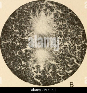 Questo lavoro si concentra sulla citologia, in particolare la struttura e la funzione del nucleo metazoico. Copre i processi cellulari chiave e il ruolo del nucleo nella funzione cellulare, fornendo conoscenze fondamentali per lo studio della biologia cellulare e della genetica. Foto Stock