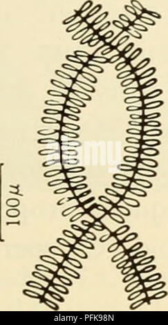 Questo testo si concentra sullo studio della citologia, il ramo della biologia che riguarda la struttura e la funzione delle cellule. Fornisce una panoramica dei tipi di cellule, dei loro processi e dell'importanza dei meccanismi cellulari nella biologia organizzativa, contribuendo a stabilire le basi per la ricerca di biologia cellulare e molecolare. Foto Stock