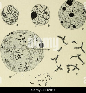 Questo lavoro si concentra sullo studio della citologia, in particolare la struttura e la funzione del nucleo metazoico. Esplora le fasi di divisione cellulare e il ruolo dei nucleoli nei processi cellulari, con particolare attenzione all'oogenesi in specie come lo zampino. Foto Stock