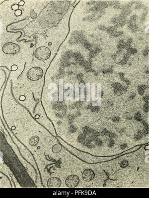 . La citologia. La citologia. vari elementi del reticolo endoplasmatico è stato interpretato come indicante che l'inviluppo nucleare è una modificazione del citomegalovirus- plasmic sistema a membrana o che alcuni componenti di membrana del. La Figura 4-5. Micrografia elettronica di una porzione di un Rootcap meristematica cellula di mais, che mostra un doppio strato inviluppo nucleare con pori distinti. Nota la continuità della membrana esterna dell'inviluppo nucleare con doppio elemento di membrana del reticolo endoplasmatico. Mitocondri, un apparato di Golgi (in basso a sinistra nella figura), e non identificato inclusioni citoplasmatiche Foto Stock