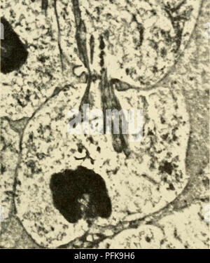 . La citologia. La citologia. La figura 3-12, micrografia elettronica di Grasshopper testicolo cella in Telo- fase di meiosi. I mitocondri allungati sono mostrati essendo pizzicato a metà in corrispondenza della strozzatura solco di scissione, con il risultato che essi sono dis- attribuita in numeri approssimativamente uguali per ciascuna cellula figlia. Approxi- valgono 5000X. (Da Tahmisian, T. N., poteri, E. L. e Devine, R. L., 1956. "Luce e al microscopio elettronico studi di cambiamenti morfologici dei mitocondri durante la spermatogenesi in Grasshopper," /. Bzophys. Biochem. Cytol, SiippL, 2, Fig. 23, la piastra 105. Per gentile concessione del dott. T Foto Stock