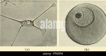 Questo libro di testo si concentra sullo studio della citologia, il ramo della biologia che esamina la struttura, la funzione e il comportamento delle cellule. Il lavoro include illustrazioni per aiutare a comprendere i processi e le strutture cellulari, esplorando le complessità della biologia cellulare sia nelle cellule vegetali che nelle cellule animali. Foto Stock