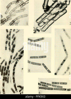 Questo lavoro di Kenneth Alexander Bisset si concentra sullo studio della citologia batterica, esaminando le loro strutture cellulari, i cicli di vita e i processi di riproduzione. Fornisce informazioni sulla biologia fondamentale dei batteri e sul loro ruolo nella microbiologia, con diagrammi che illustrano varie fasi della storia della vita batterica. Foto Stock