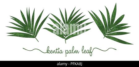 Foglie di Howea forsteriana set di elementi. La botanica disegnati a mano illustrazione grafica. Raccolta di Kentia Palm su uno sfondo bianco. Vector bella, d Illustrazione Vettoriale