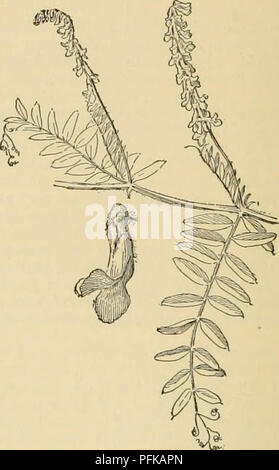 . Dell'enciclopedia delle colture di fattoria. La produzione agricola; l'agricoltura. 658 fagiolo di velluto veccia né è soggetto ad altre malattie. Fa una grande crescita di materia vegetale per essere risolto in humus. Sulla base di dieci tonnellate di verde delle vigne per acro, il prodotto contiene 1,50 a 200 libbre di azoto con dieci o dodici libbre nelle radici da soli. I noduli prodotte sulle radici dall'azoto-raccolta di batteri sono molto più grandi rispetto a quelle che si trovano sulle radici della nostra comune di legumi. Essi sono di colore bruno di colore nero, presenta verrucosa, ampio, piana e misurare frequentemente un pollice e un quarto di tutta. L'interno è il GRE Foto Stock