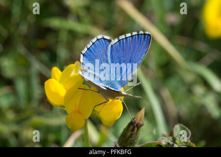 Adone maschio blue butterfly (Polyommatus bellargus) su giallo del piede dell'uccello fiore di trifoglio (Lotus corniculatus) Foto Stock