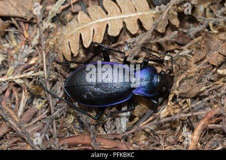 Massa viola beetle (Carabus tendente al violaceo) Foto Stock