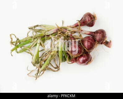Organici di cipolle rosse Foto Stock