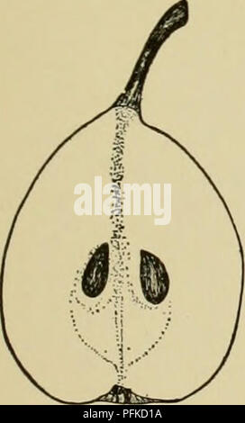 . Dell'enciclopedia di hardy frutti. Frutta; frutti-coltura. BEURRE DE JONGHE BRANDYWINE molto buona di migliori; core grandi, chiuso con nucleo di afferraggio-linee; calice-tubo corto, ampia, conica ; sementi ampia, lungo, paffuto, acuta. BEURRE DE JONGHE. Un primo requi- sito in qualsiasi pera di qualità migliore è che non ci deve essere nessun retrogusto sgradevole nella carne. I frutti di quasi nessuna delle pere invernali di soddisfare questo requisito, ma quelli di questa varietà sono del tutto esente da questo potere astringente e sono inoltre, dolce, ricca e deliziosa. Le pere maturano in gennaio e può essere mantenuta per un mese o sei settimane a mari Foto Stock