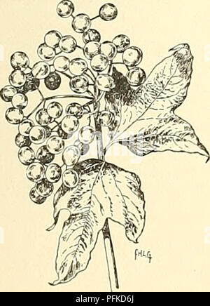 Questa sezione della *Ciclopedia dell'orticoltura americana* descrive il *Viburnum opulus*, o albero comune di palla di neve, evidenziandone la forma selvaggia, il colore viola scuro della caduta e l'habitat sotto gli alberi. È comunemente usato per scopi ornamentali a causa del suo fogliame attraente. Foto Stock