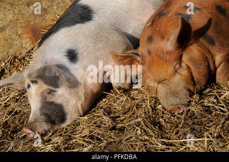 Due incroci British suini addormentato sulla paglia nel fienile Foto Stock