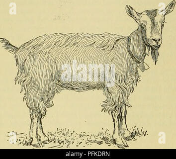 . Dell'enciclopedia degli animali della fattoria. Animali domestici; di prodotti di origine animale. 410 capra hornless capra, e i loro corpi sottili sono coperti con capelli setosi di un peculiare colore marrone che varia molto in lunghezza. I maschi portano una pesante, coarse barba. Le gambe e le orecchie sono bianchi, quest'ultimo di media lunghezza e ben eseguito. La razza è ulteriormente dis- tinguished da due strisce bianche sulle loro teste, che corrono parallele su ciascun lato della faccia da i. "•°-'-i*i Fig. 418. Toggenburg milch capra. orecchie alla bocca e anche da due peculiari di piccole appendici cartilaginei o "caruncole" sul lato del Foto Stock