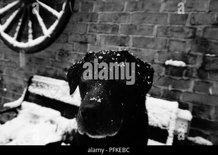 Il Labrador nella neve Foto Stock