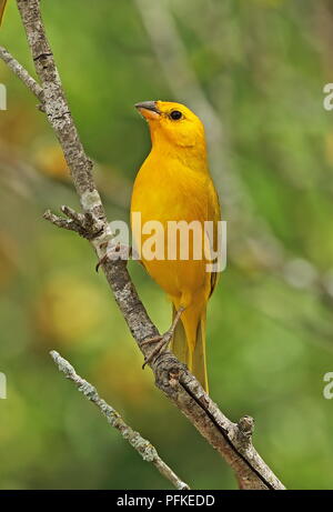 Lo zafferano Finch (Sicalis flaveola valida) maschio adulto appollaiato sul ramo Puembo, Quito Ecuador Febbraio Foto Stock