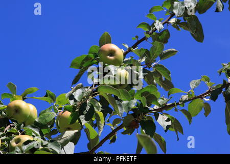 Boskop Apfel, nella Großer Menge, am Baum hängend, kurz vor der Ernte Foto Stock