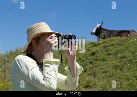 Donna prendendo foto di mucca sul vertice Hochgrat vicino a Steibis, Allgaeu, Baviera, Germania Foto Stock