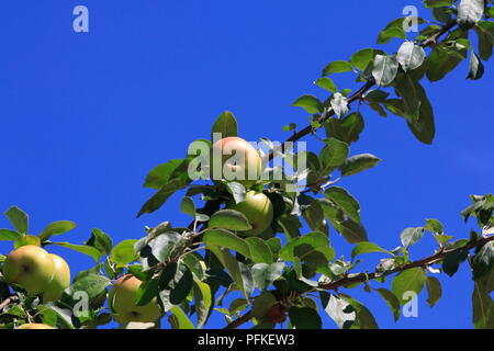 Boskop Apfel, nella Großer Menge, am Baum hängend, kurz vor der Ernte Foto Stock