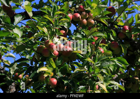 Boskop Apfel, nella Großer Menge, am Baum hängend, kurz vor der Ernte Foto Stock