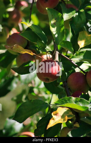 Boskop Apfel, nella Großer Menge, am Baum hängend, kurz vor der Ernte Foto Stock