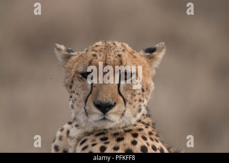 Masai Mara, Kenya, gioco Safari Foto Stock