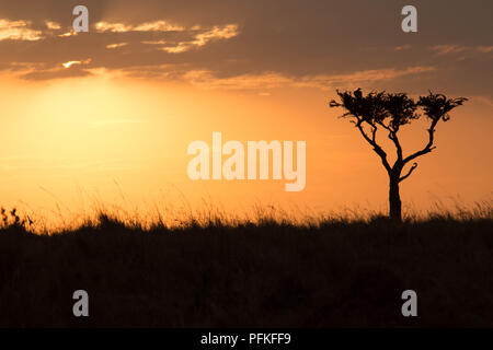 Masai Mara, Kenya, gioco Safari Foto Stock