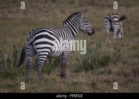 Masai Mara, Kenya, gioco Safari Foto Stock