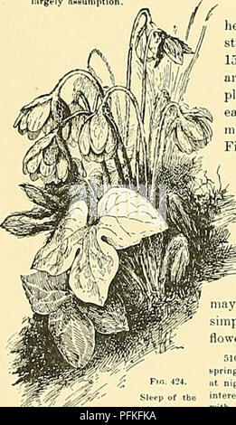 . Dell'enciclopedia di American orticoltura comprendente suggerimenti per la coltivazione di piante orticole, descrizioni delle specie di frutta e ortaggi, fiori e piante ornamentali vendute negli Stati Uniti e in Canada, insieme geografico e biografie. Il giardinaggio. Opere di professore Bailey lezioni con piante Suggerimenti per vedere e interpretare alcune delle forme comuni di vegetazione da L. H. Bailey professore di orticoltura nelle università di Cornell con delineations dalla natura da W. S. Holdsworth dell'Università del Michigan seconda edizione pagine -491-446 ILLUSTRAT Foto Stock